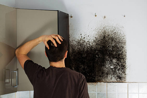 Best Residential Mold Remediation in Otsego, MI